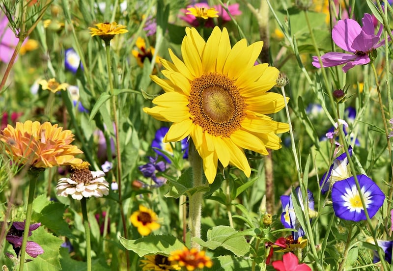 Gardening Volunteer